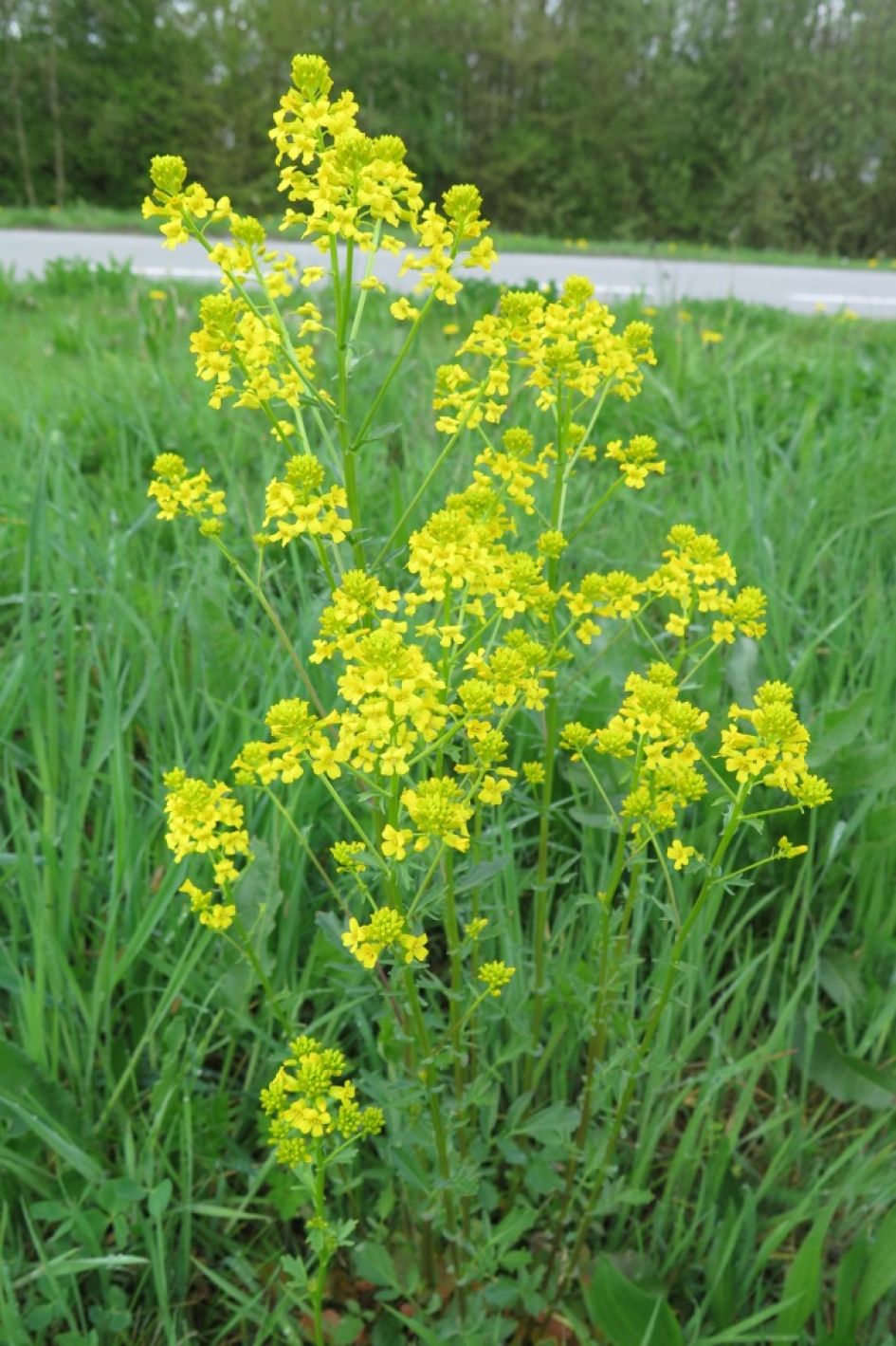 onbekende geel bloeiende plant